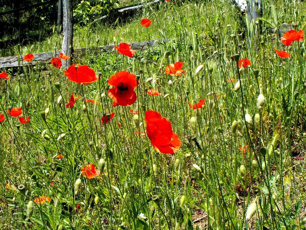 Cascina Ciosse B&B Grognardo Eksteriør bilde